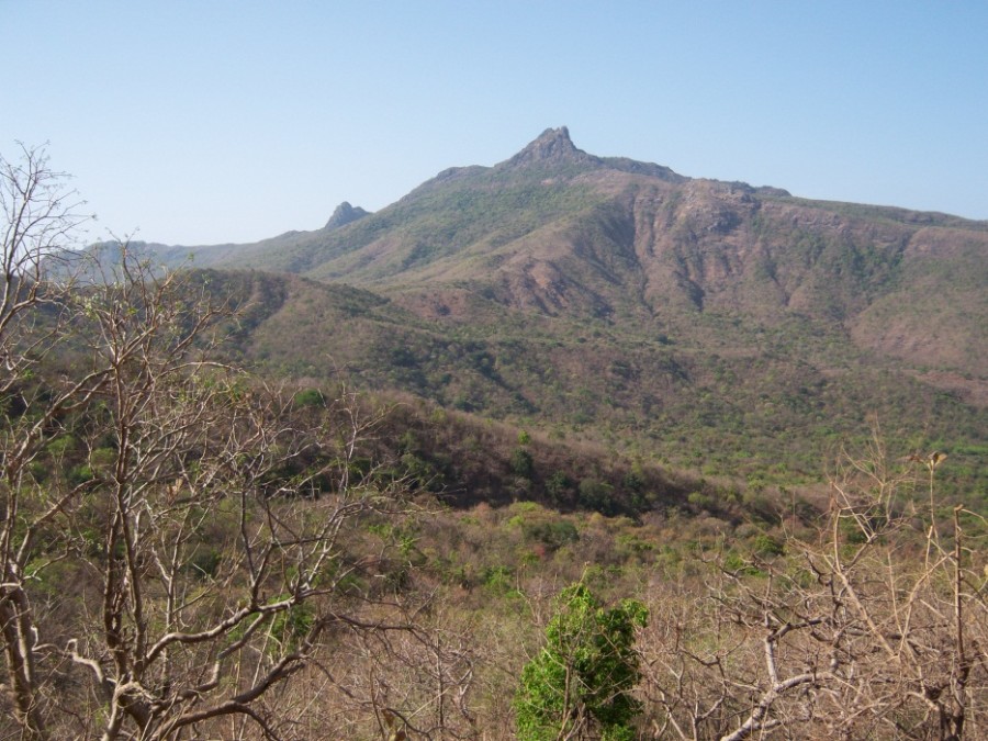 Ch 30, Fig 32, The Girnar Forest